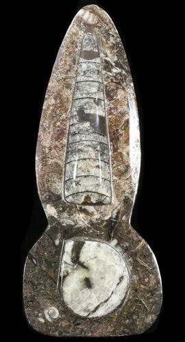 Fossil Goniatite & Orthoceras Sculpture - #38381